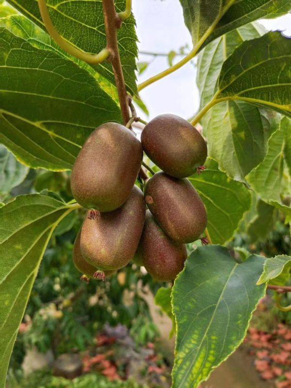 （头条）全网口碑最佳的软枣猕猴桃品种——伊赛软枣